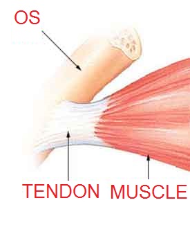 Insertion musculaire sur l'os via le tendon