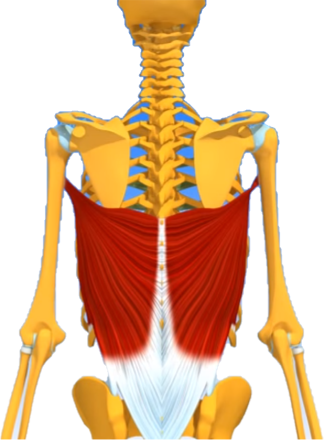 Grand dorsal illustration anatomique